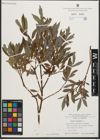 Foto von Salix purpurea L.